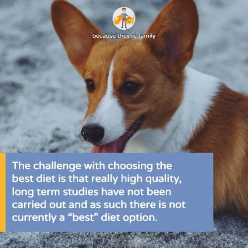 Best diet for dogs with bladder stones hotsell